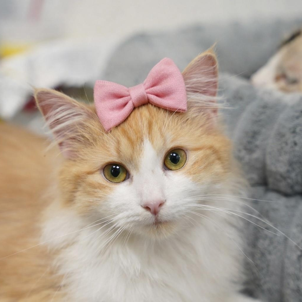 Darcy, adopted, Young Female Domestic Long Hair.