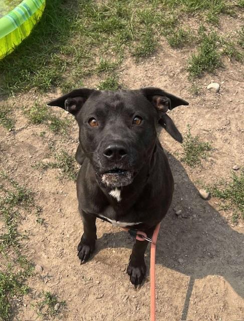 Emma, an adoptable Pit Bull Terrier in Prudenville, MI, 48651 | Photo Image 1