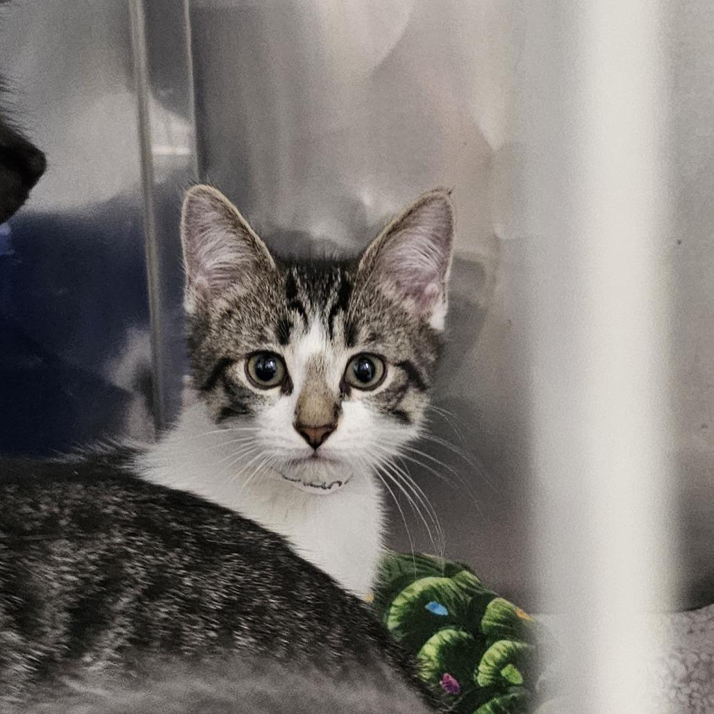 Leland, Adoptable, Kitten Male Domestic Short Hair.