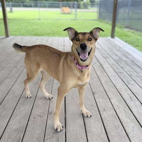Fried Pickles, Adoptable, Adult Female Shepherd & Labrador Retriever.