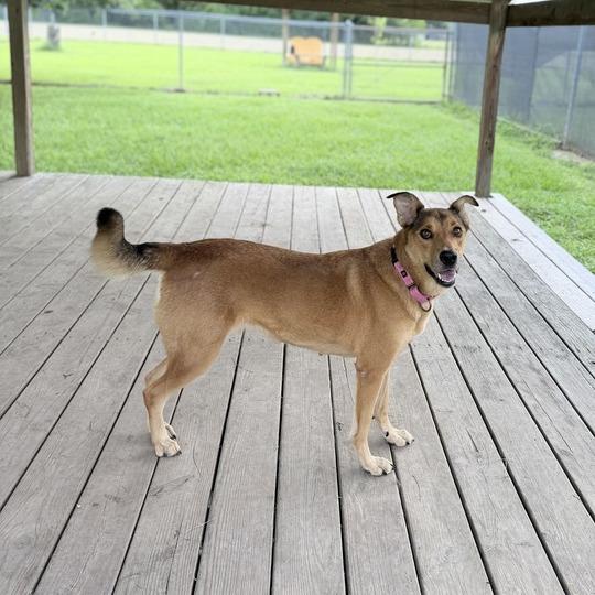 Fried Pickles, a Adoptable mixed breed in Carencro, LA image 2/4