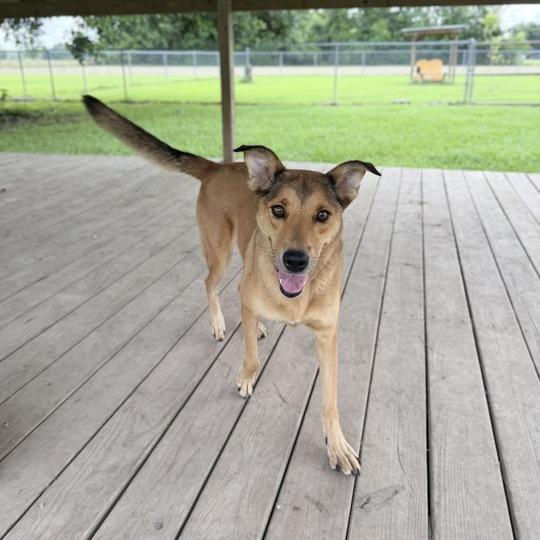 Fried Pickles, a Adoptable mixed breed in Carencro, LA image 3/4