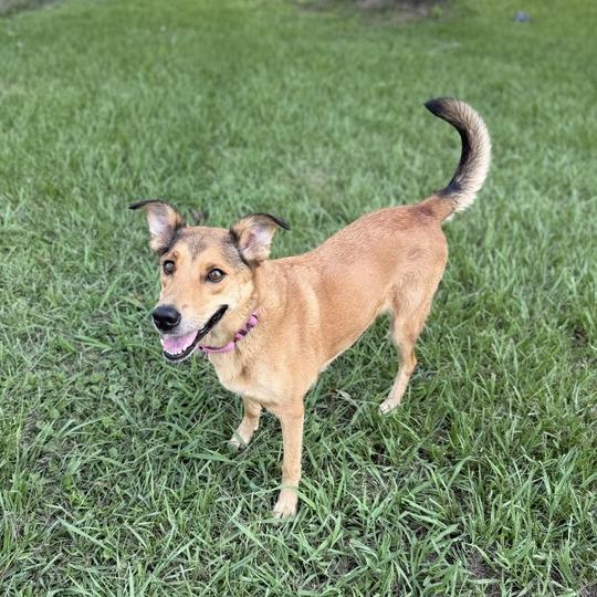 Fried Pickles, a Adoptable mixed breed in Carencro, LA image 4/4
