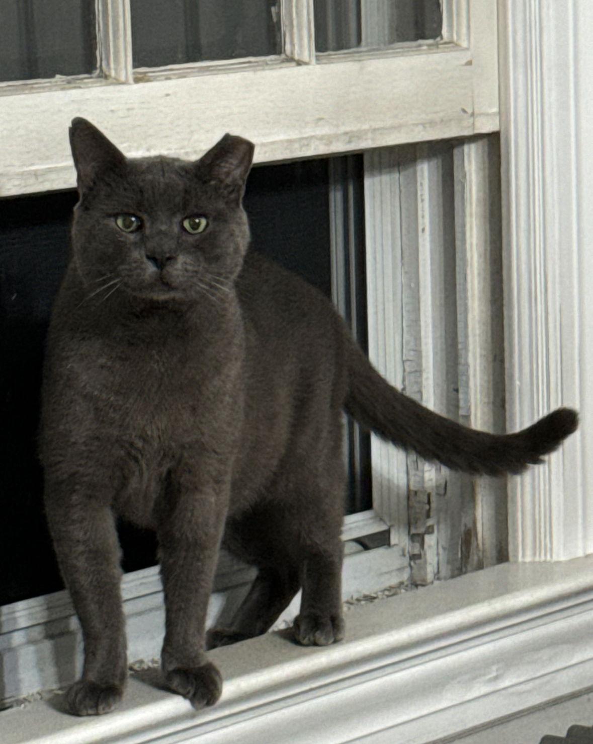 Zukko, Adoptable, Young Male Domestic Short Hair.