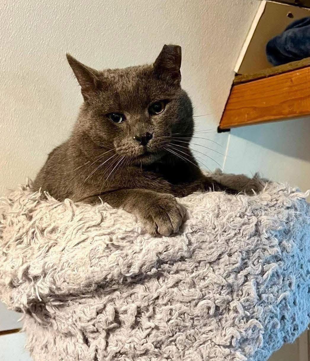 Zukko, a Adoptable Domestic Short Hair in Spring Lake, NJ image 3/6