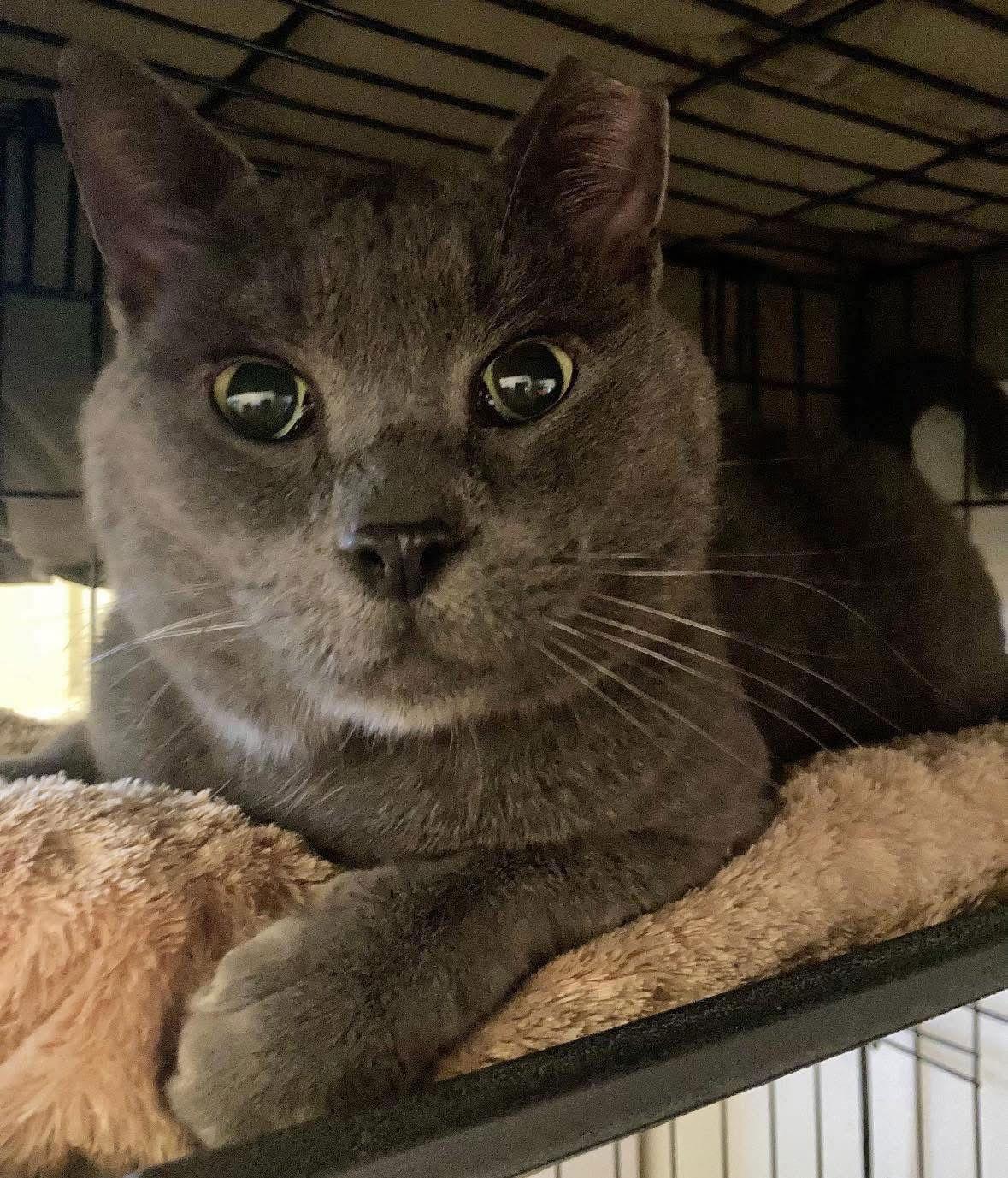 Zukko, a Adoptable Domestic Short Hair in Spring Lake, NJ image 4/6