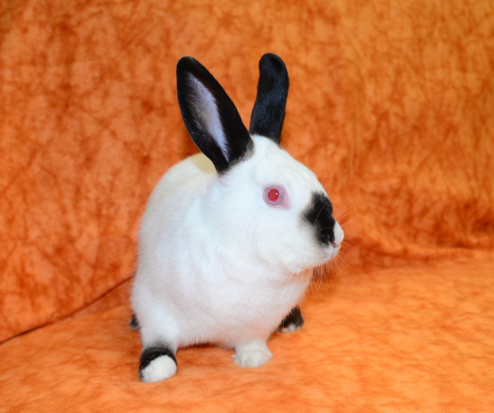 Enlarge Cordie, a Adoptable Himalayan in Chesterfield, MO image 1/3