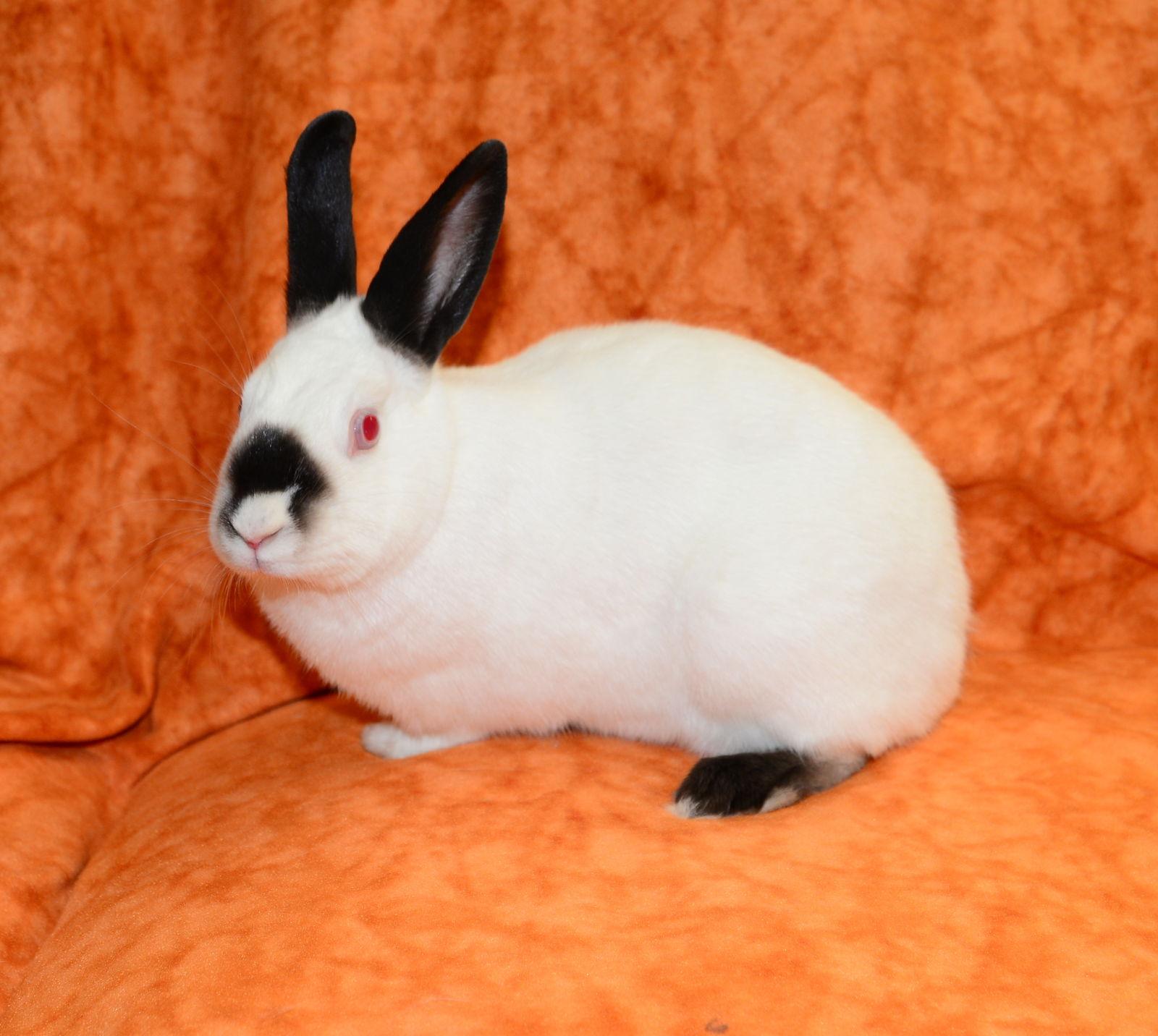 Enlarge Cordie, a Adoptable Himalayan in Chesterfield, MO image 2/3