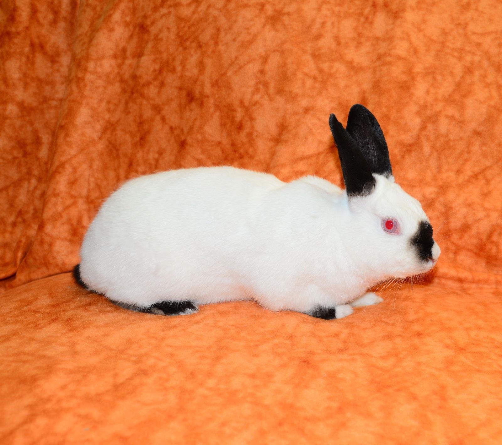Enlarge Cordie, a Adoptable Himalayan in Chesterfield, MO image 3/3