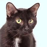 Enlarge Dipsy Doodle, a Adoptable Domestic Short Hair in Hilliard, OH image 1/1