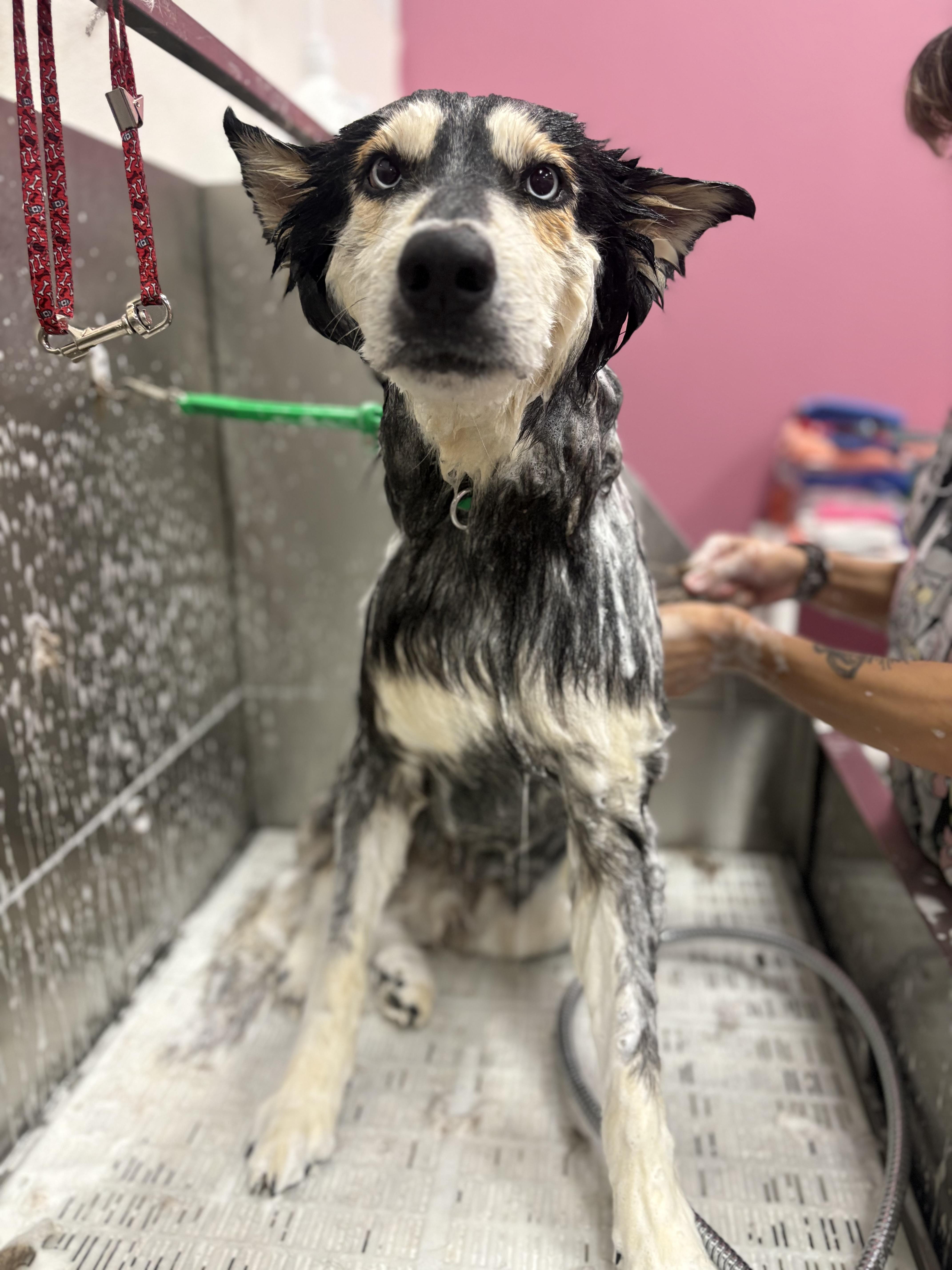 Rip Wheeler, a ADOPTABLE mixed breed in Cibolo, TX image 3/4