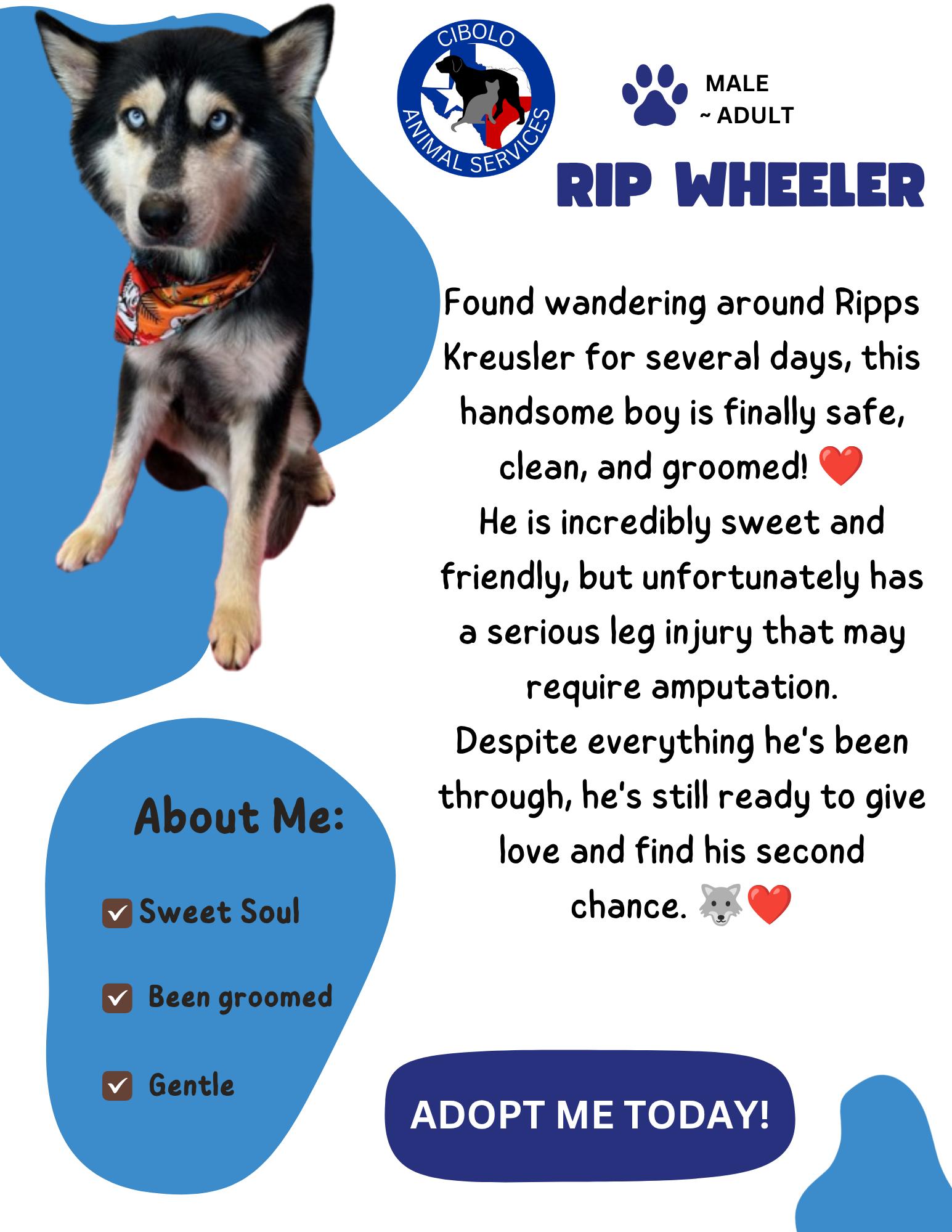 Rip Wheeler, a ADOPTABLE mixed breed in Cibolo, TX image 2/4