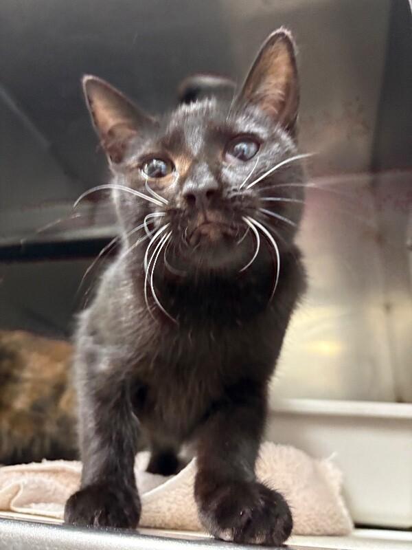 Unknown, Adoptable, Young Female Domestic Short Hair.