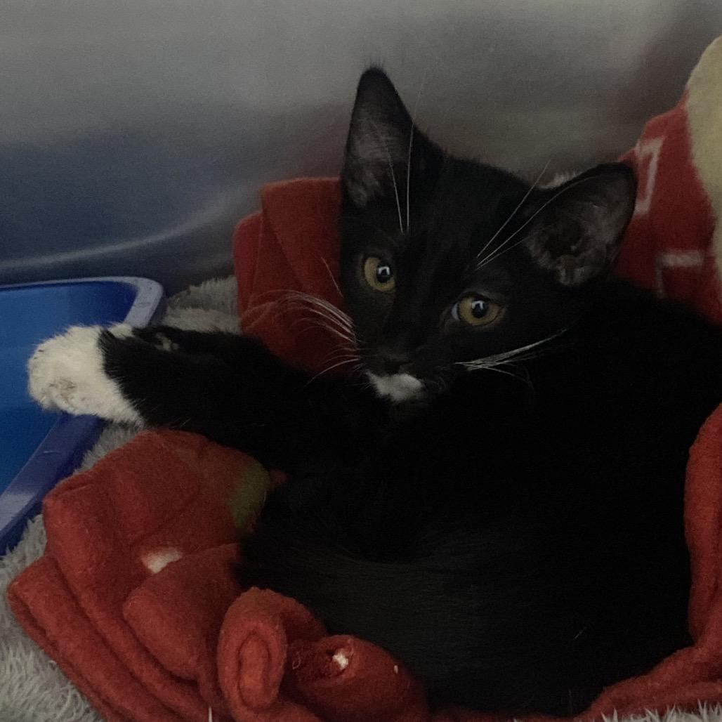 Snowmiser, Adoptable, Kitten Male Domestic Short Hair.