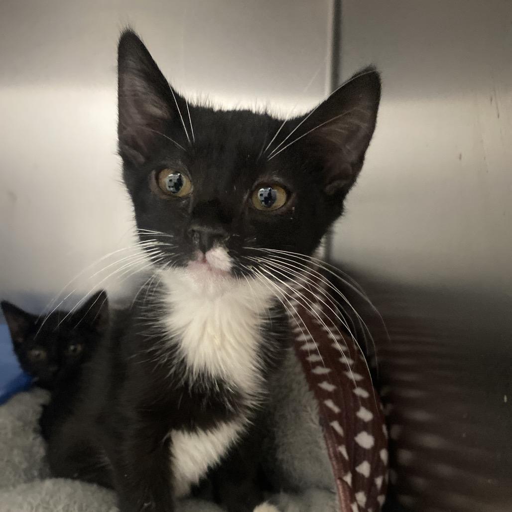 Snowmiser, a Adoptable Domestic Short Hair in Canastota, NY image 2/2