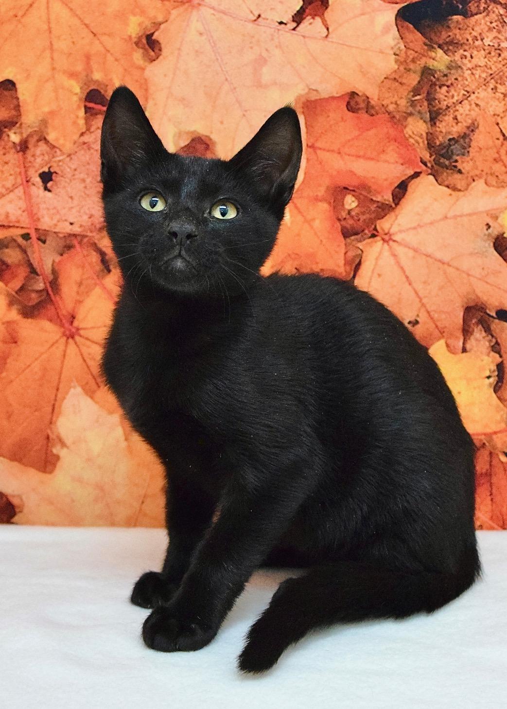 Enlarge Sycamore, a Adoptable Domestic Short Hair in Dublin, CA image 2/2