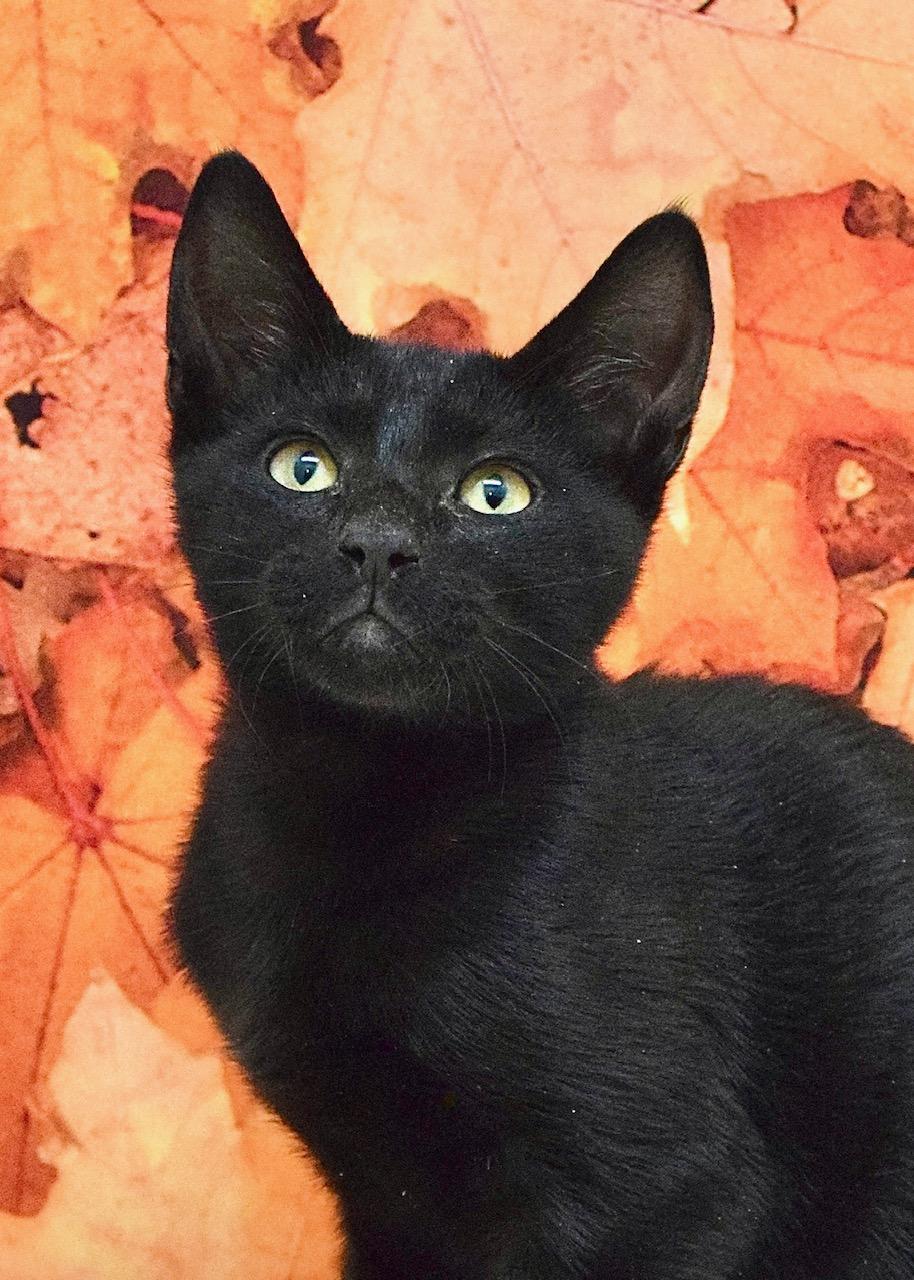Sycamore, Adoptable, Kitten Male Domestic Short Hair.