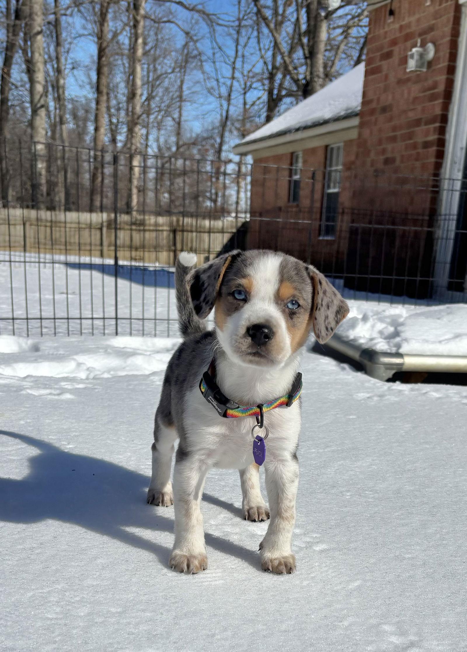 PEACH, Adopted, Puppy Female Australian Shepherd & Catahoula Leopard Dog.