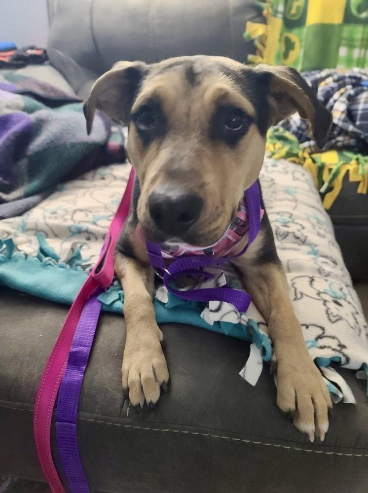 Enlarge Avon Tyre, a Adoptable mixed breed in Waunakee, WI image 1/6