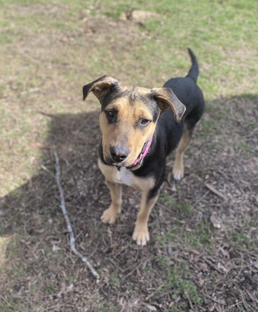 Enlarge Avon Tyre, a Adoptable mixed breed in Waunakee, WI image 2/6