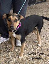 Enlarge Avon Tyre, a Adoptable mixed breed in Waunakee, WI image 3/6