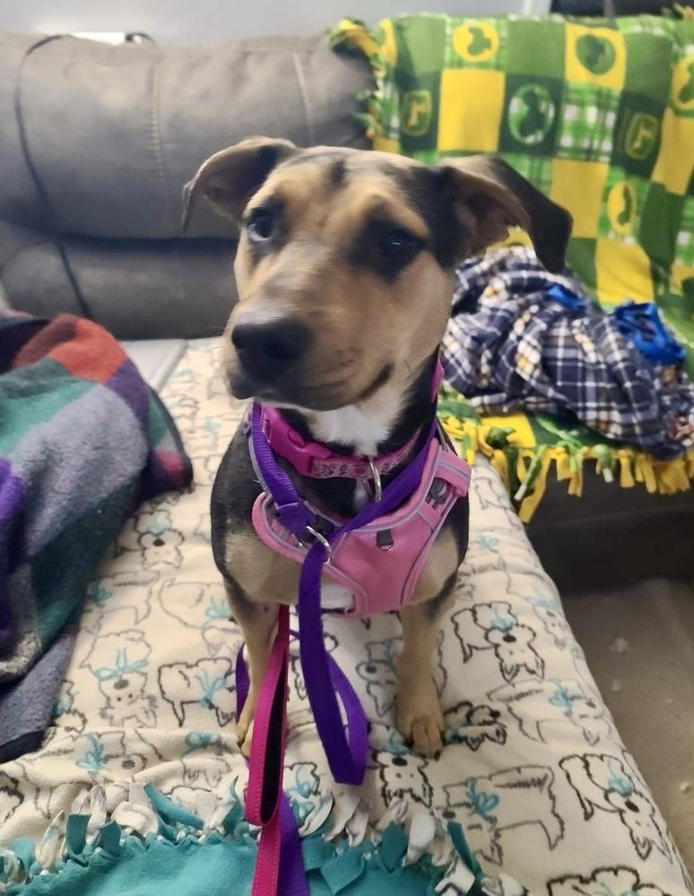 Enlarge Avon Tyre, a Adoptable mixed breed in Waunakee, WI image 4/6