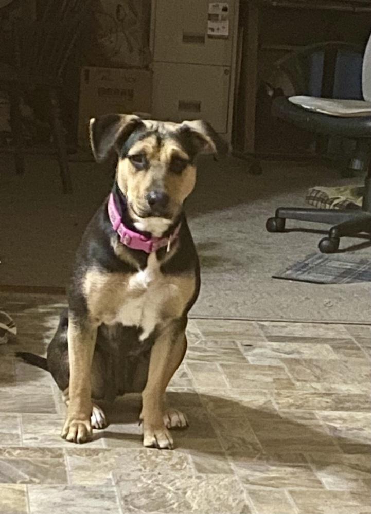 Enlarge Avon Tyre, a Adoptable mixed breed in Waunakee, WI image 5/6