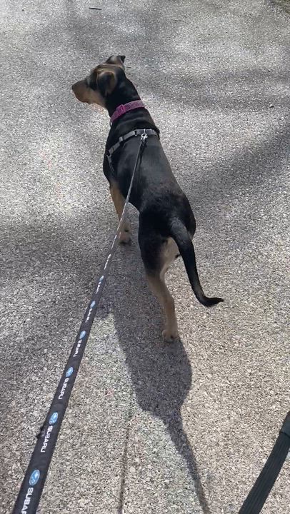 Enlarge Avon Tyre, a Adoptable mixed breed in Waunakee, WI video 6/6