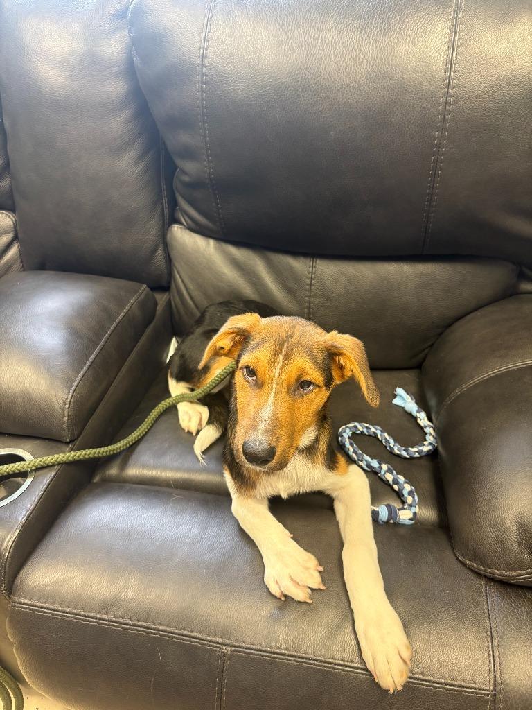 BBQ, a Adopted mixed breed in Blountville, TN image 1/4