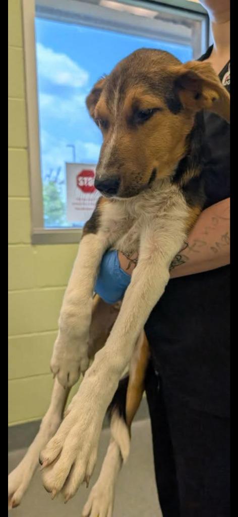 BBQ, a Adopted mixed breed in Blountville, TN image 2/4