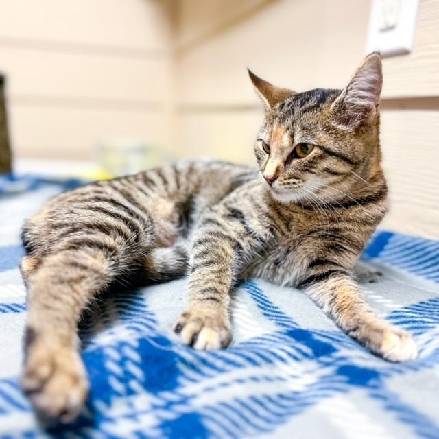 Mira, Adoptable, Kitten Female Domestic Short Hair.