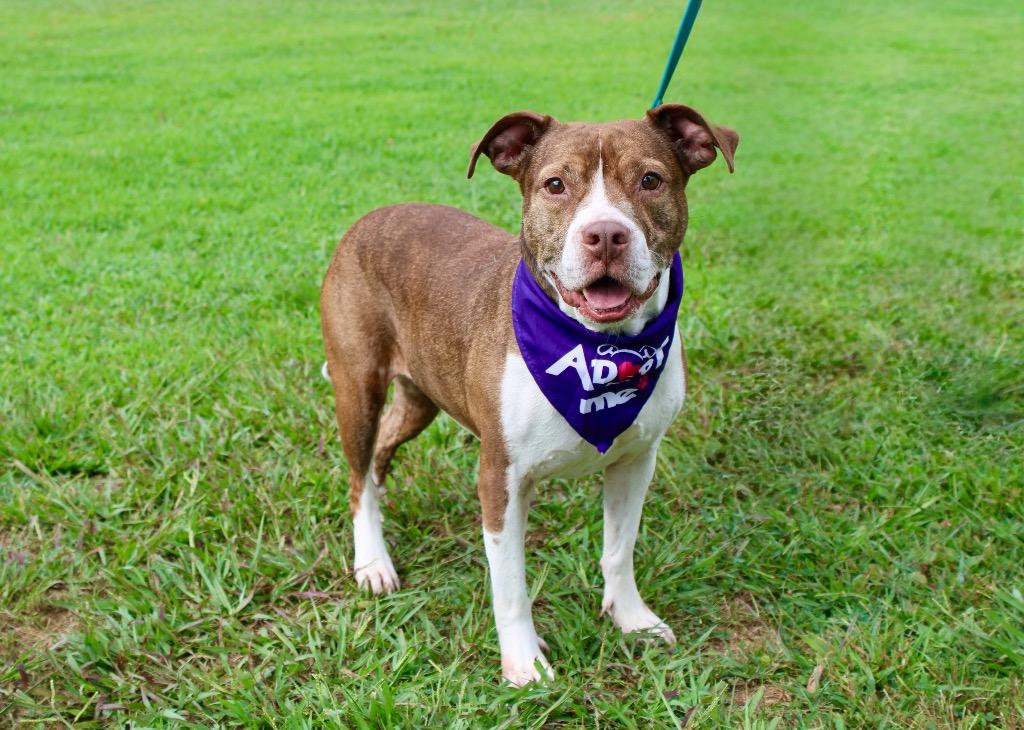 Xena, Adoptable, Senior Female Pit Bull Terrier.