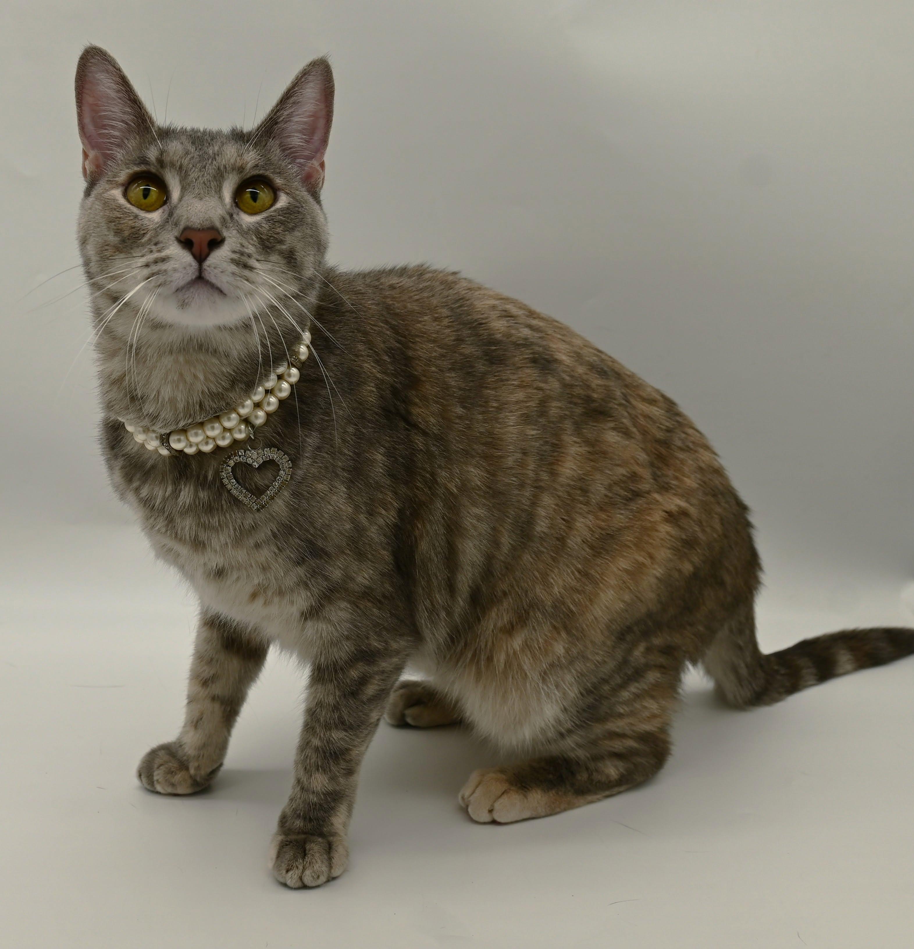 Misty (Belly Rub Queen), Adoptable, Young Female Tabby.