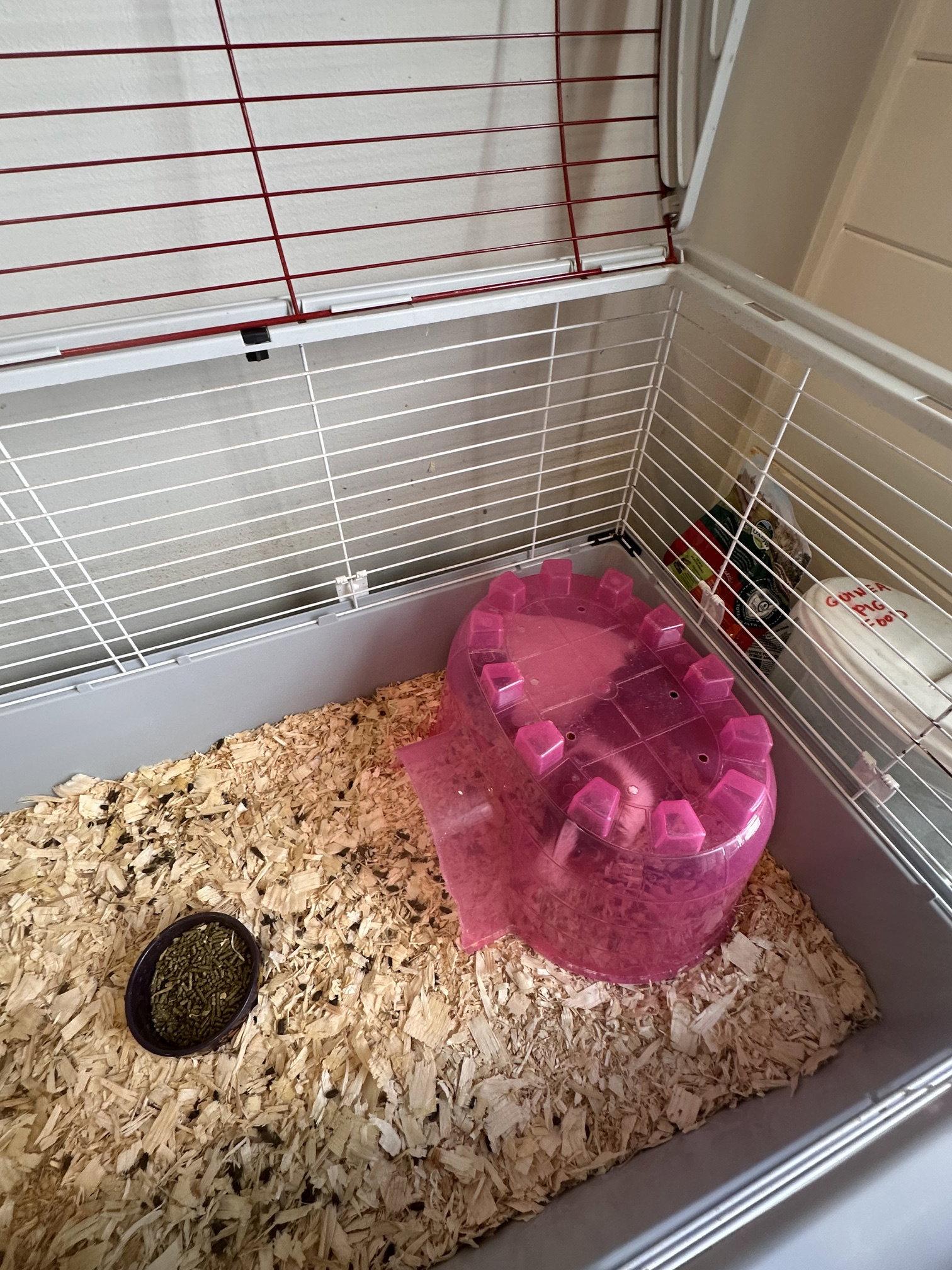 Rosa and Pequena, Adoptable, Adult Female Guinea Pig.