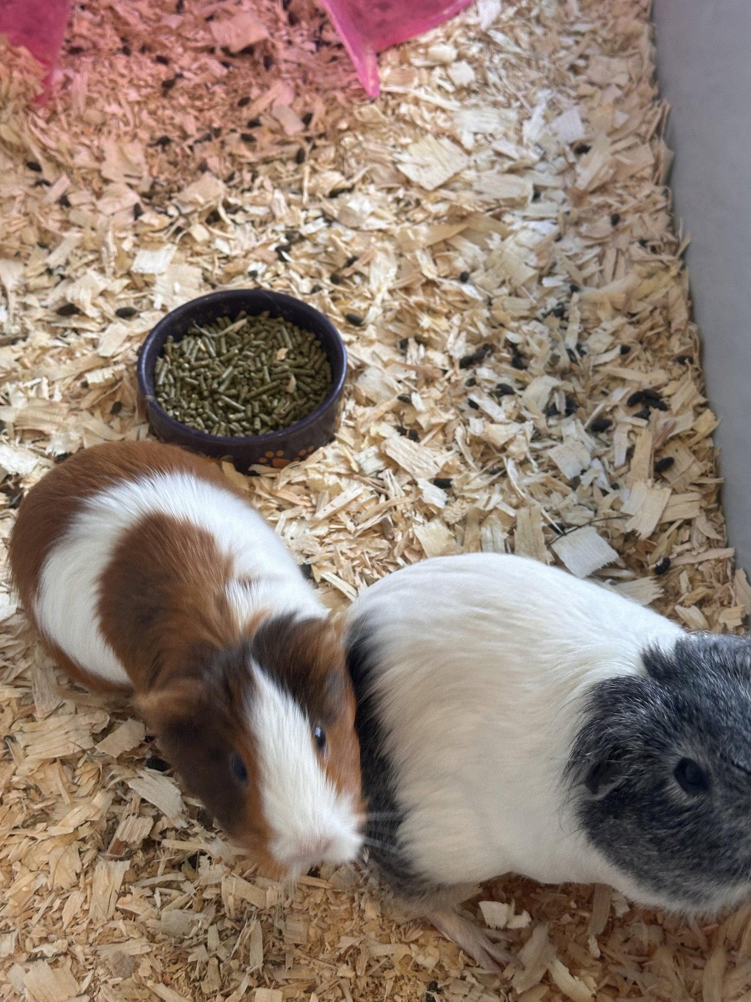 Enlarge Rosa and Pequena, a Adoptable Guinea Pig in Hockessin, DE image 2/3