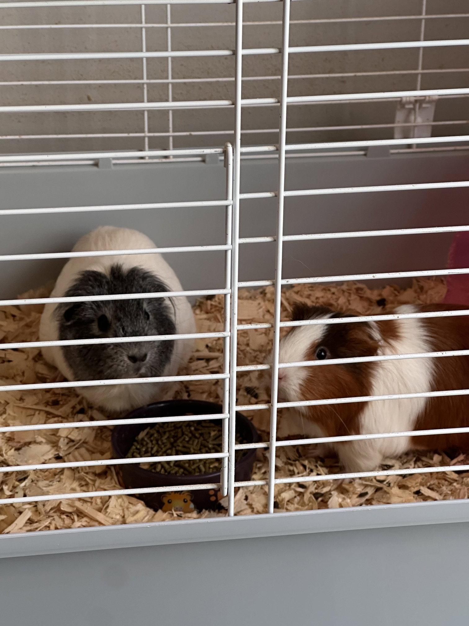Enlarge Rosa and Pequena, a Adoptable Guinea Pig in Hockessin, DE image 3/3