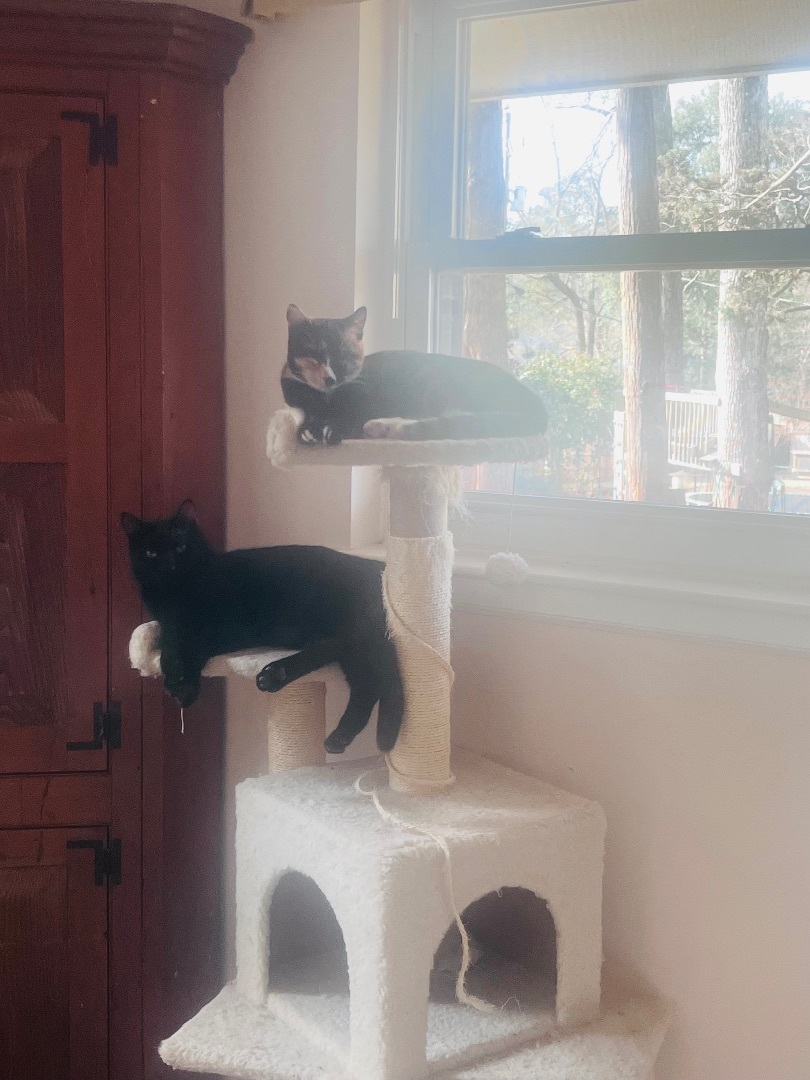 Enlarge Marley (SBT), a Adopted Domestic Short Hair in Columbia, SC image 1/3