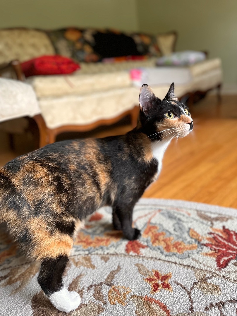 Enlarge Marley (SBT), a Adopted Domestic Short Hair in Columbia, SC image 2/3