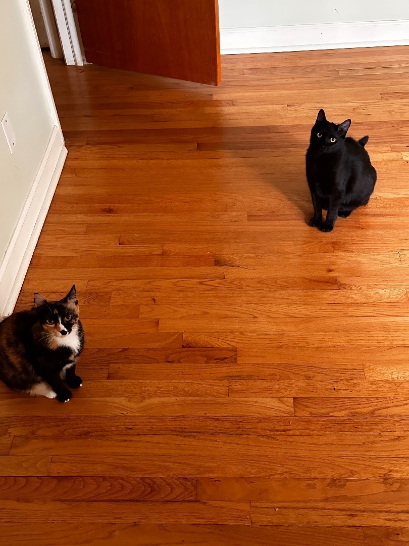 Enlarge Marley (SBT), a Adopted Domestic Short Hair in Columbia, SC image 3/3