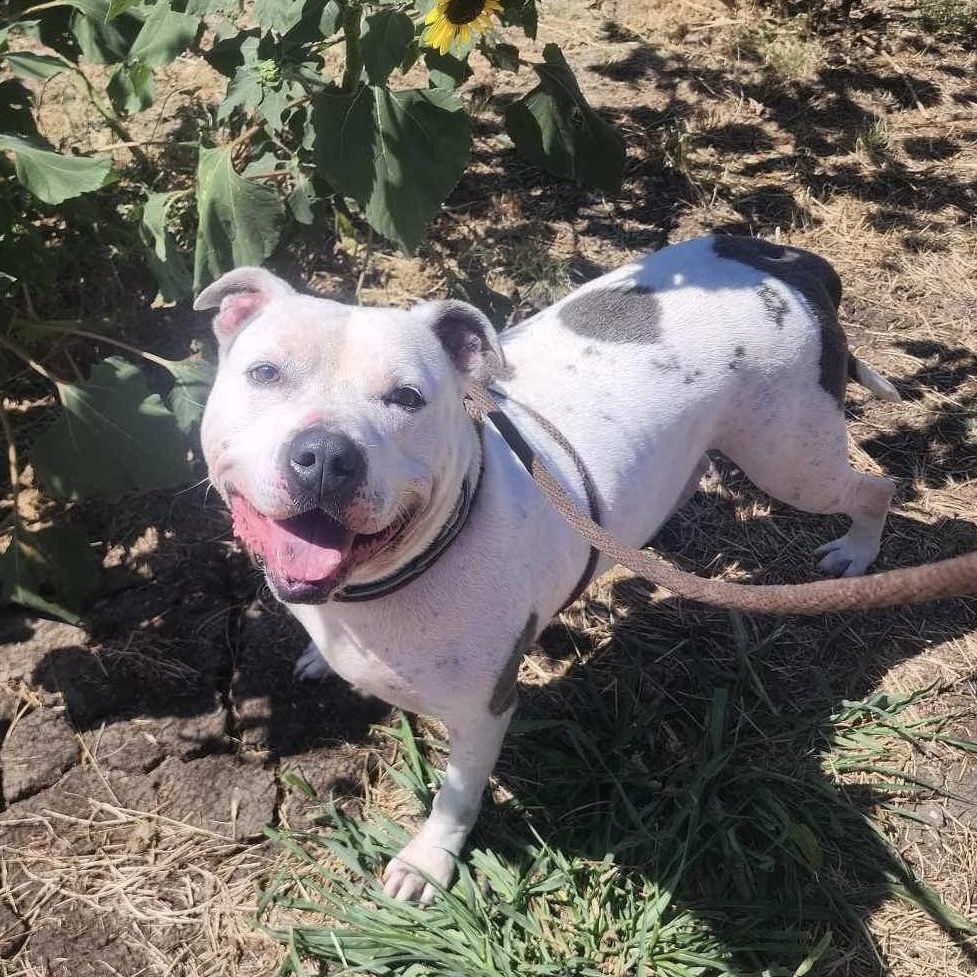 *Petey, Young Male Pit Bull Terrier