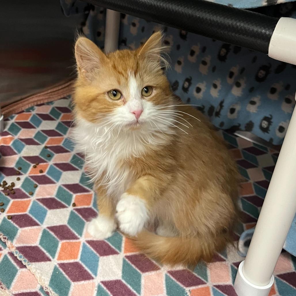 Clark, Adoptable, Kitten Male Domestic Long Hair.