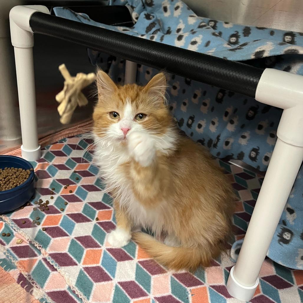 Enlarge Clark, a Adoptable Domestic Long Hair in Grand Rapids, MI image 2/3