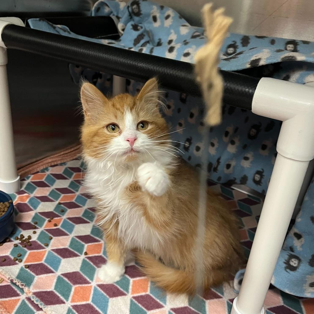 Enlarge Clark, a Adoptable Domestic Long Hair in Grand Rapids, MI image 3/3