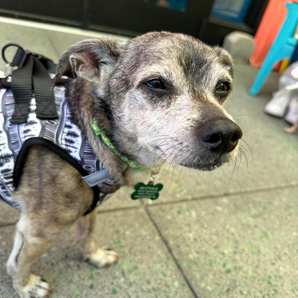 Ace 13221, Adoptable, Senior Male Chihuahua.