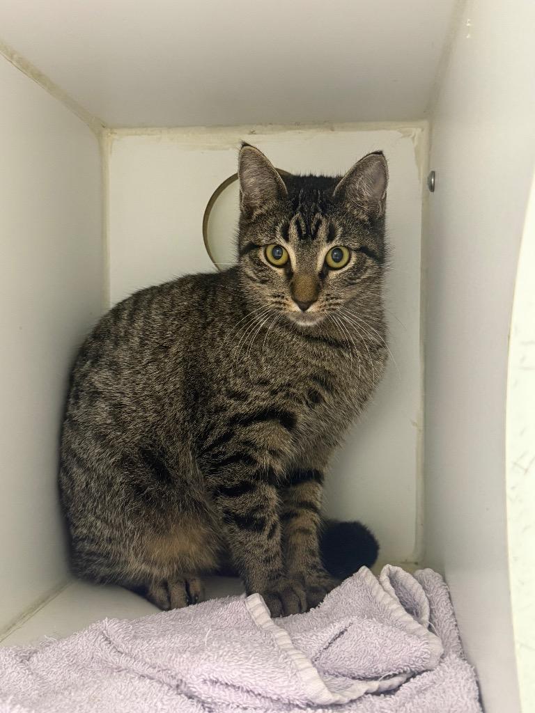 Destiny, Adoptable, Young Female Domestic Short Hair.