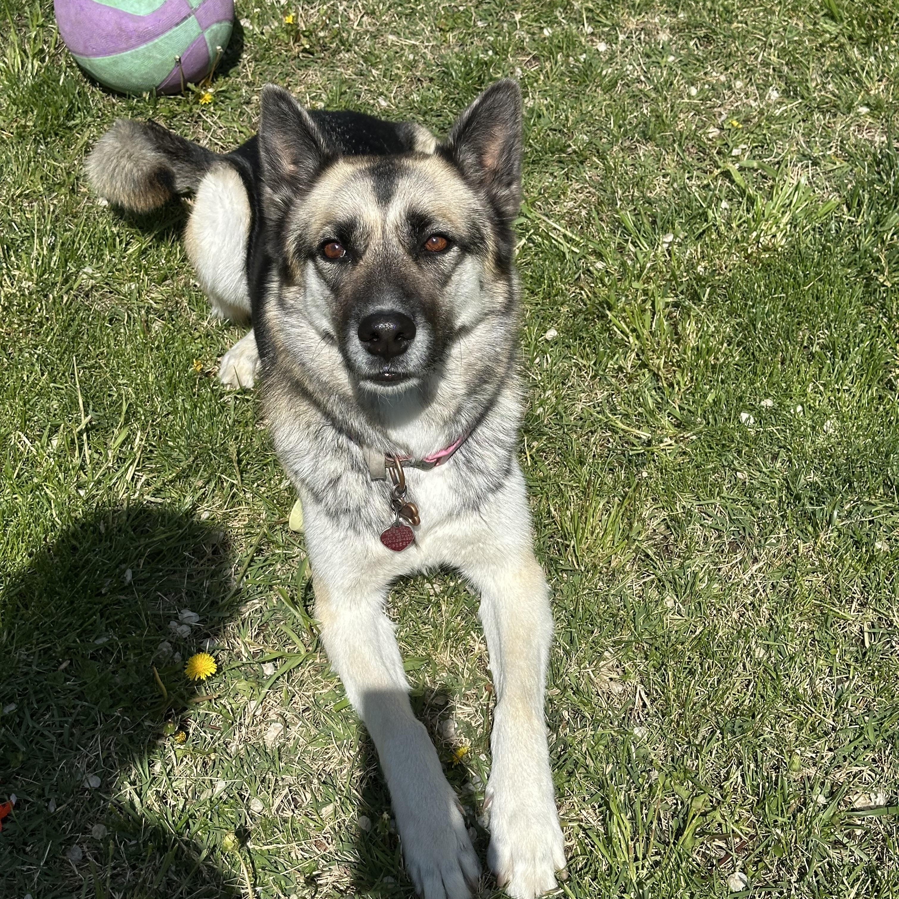 Pheobe, Adoptable, Adult Female Siberian Husky & German Shepherd Dog.