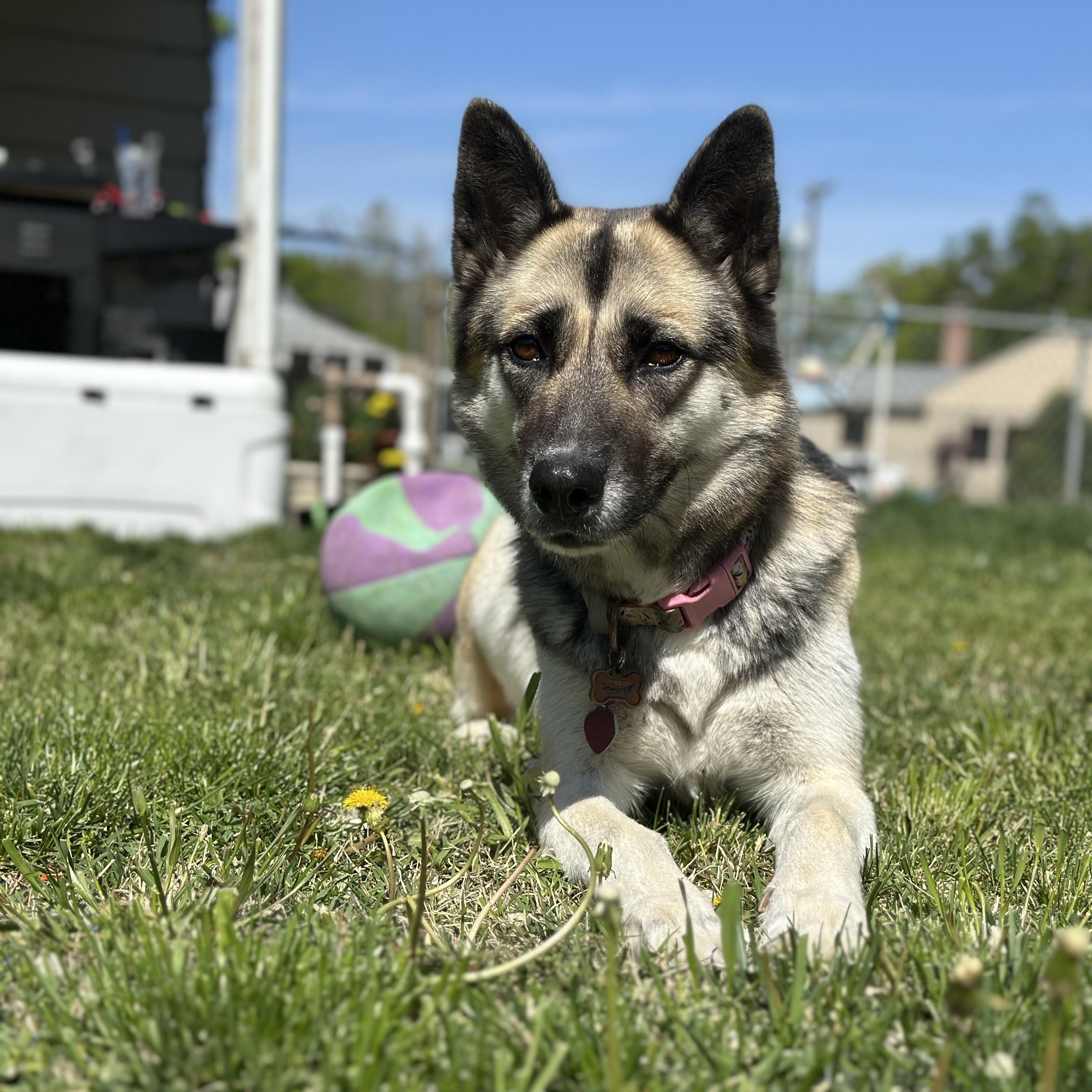 Enlarge Pheobe, a Adoptable mixed breed in Pasco, WA image 2/6