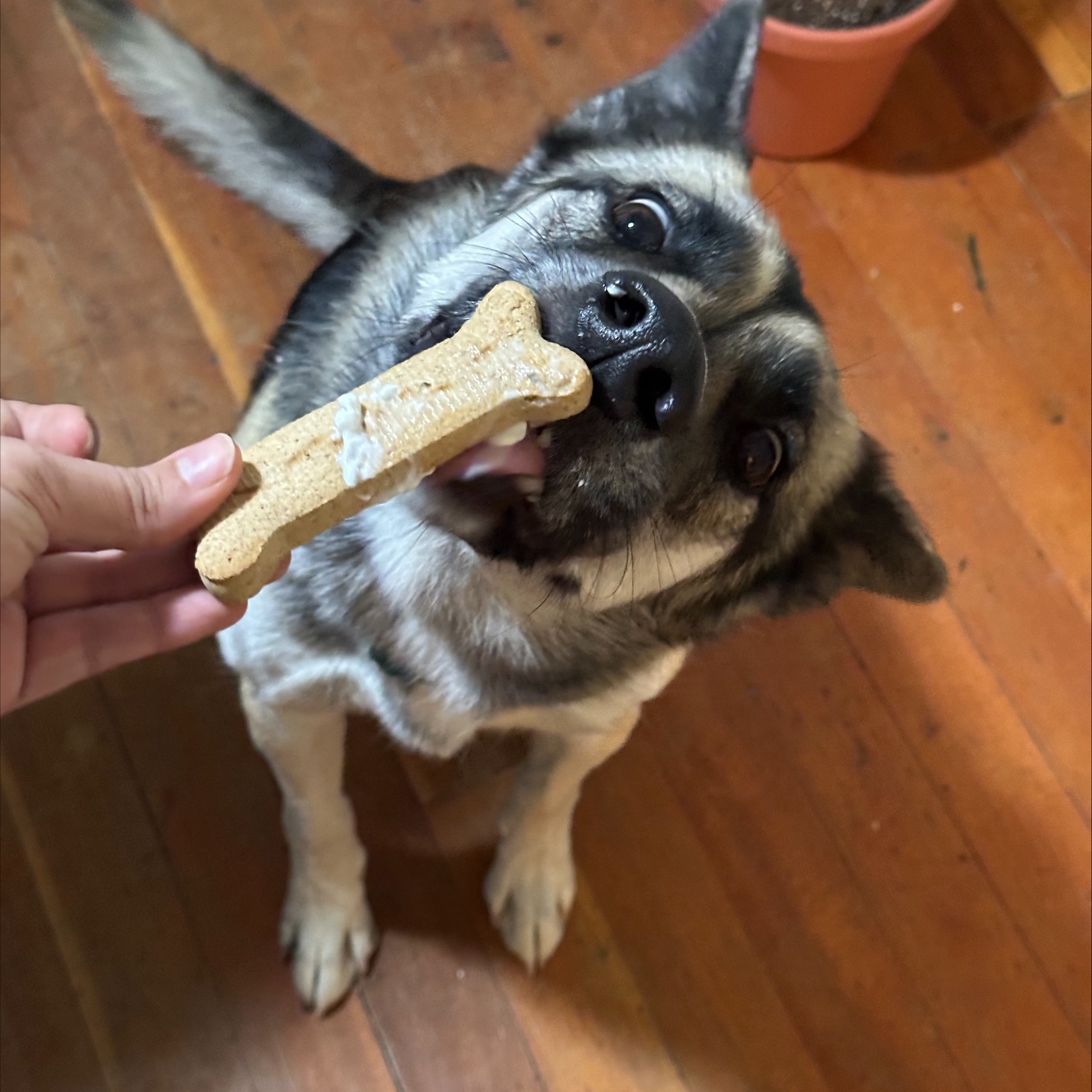 Enlarge Pheobe, a Adoptable mixed breed in Pasco, WA image 6/6