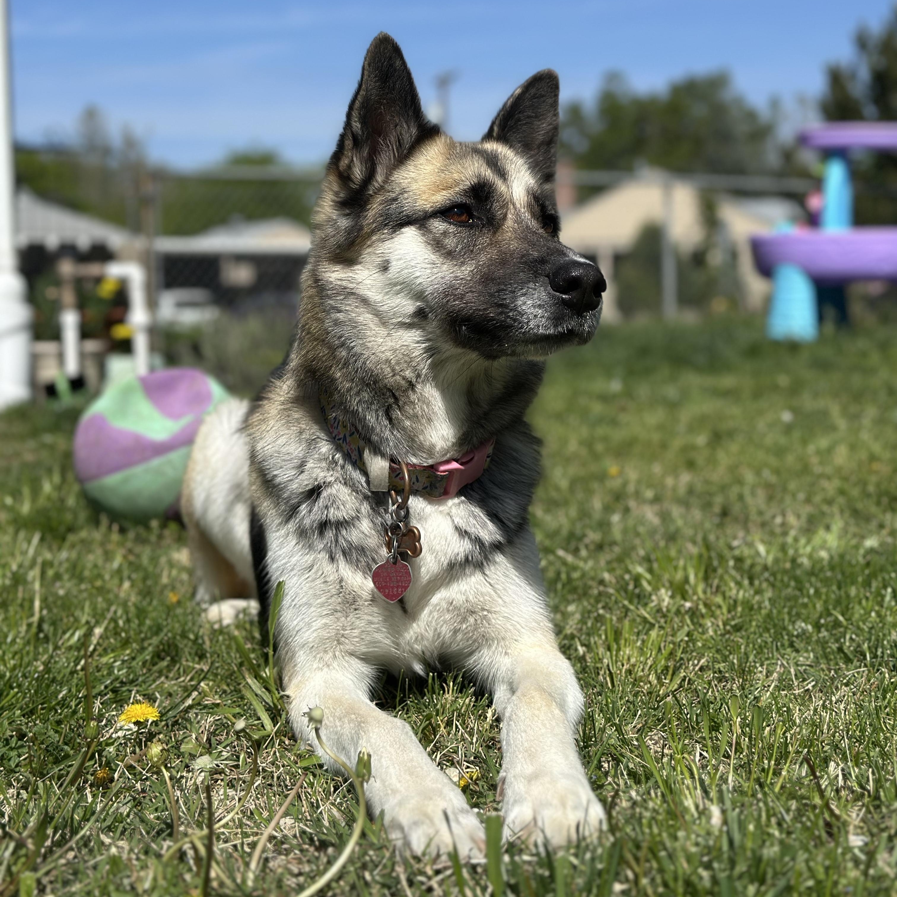 Enlarge Pheobe, a Adoptable mixed breed in Pasco, WA image 3/6