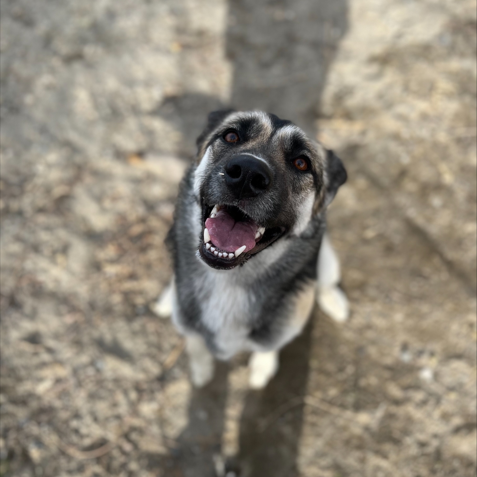 Enlarge Pheobe, a Adoptable mixed breed in Pasco, WA image 5/6